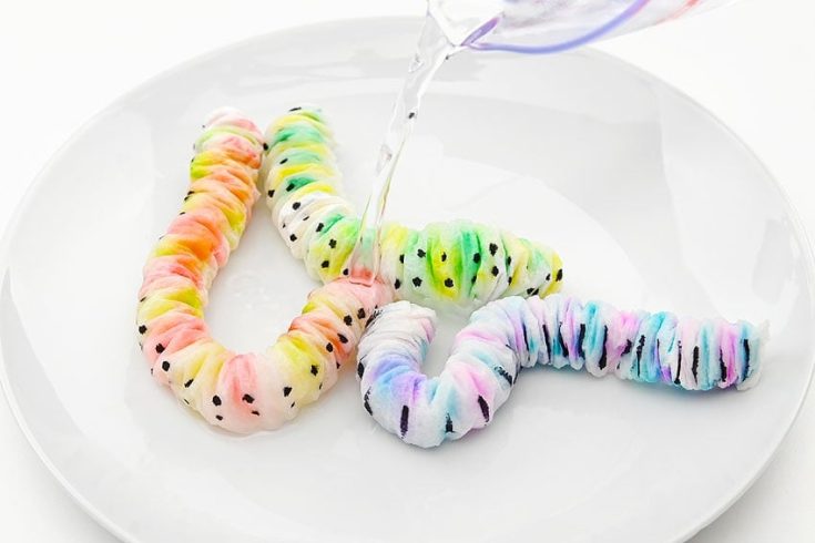 Image for Paper Worm Experiment | Growing Worms Science Experiment