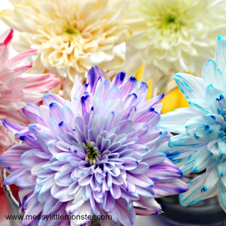 Image for Colour Changing Flowers Science Experiment - A fun science project for kids