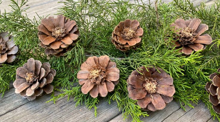 Image for DIY Pinecone Flowers